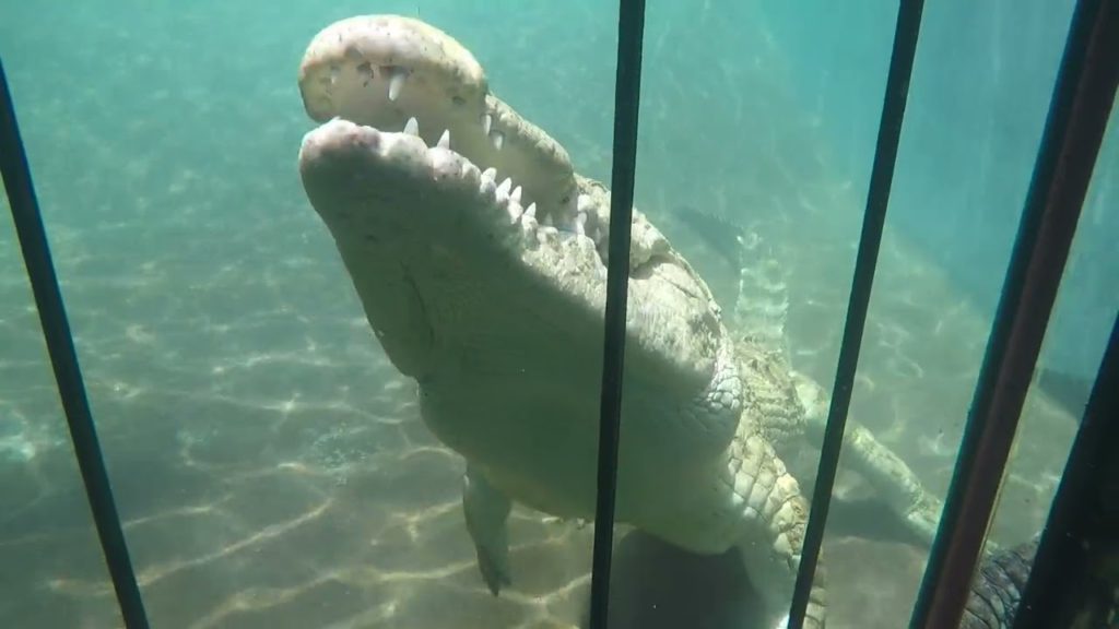 Crocodile cage diving safari in Zimbabwe