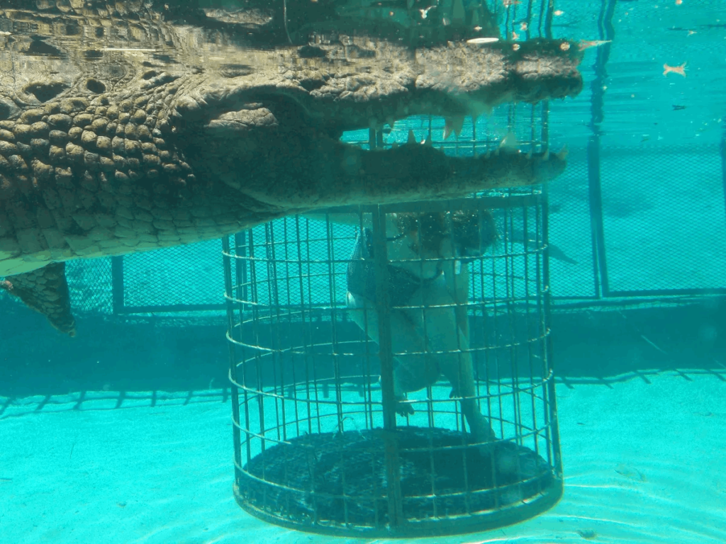 Crocodile cage diving safari in Zimbabwe