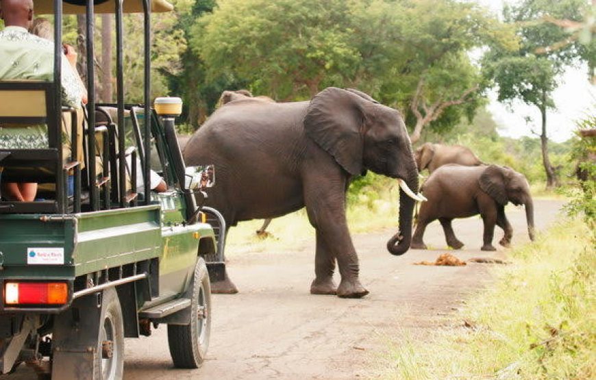 morning game drive in mosi oa tunya National park