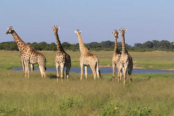 game drive in mosi oa tunya 