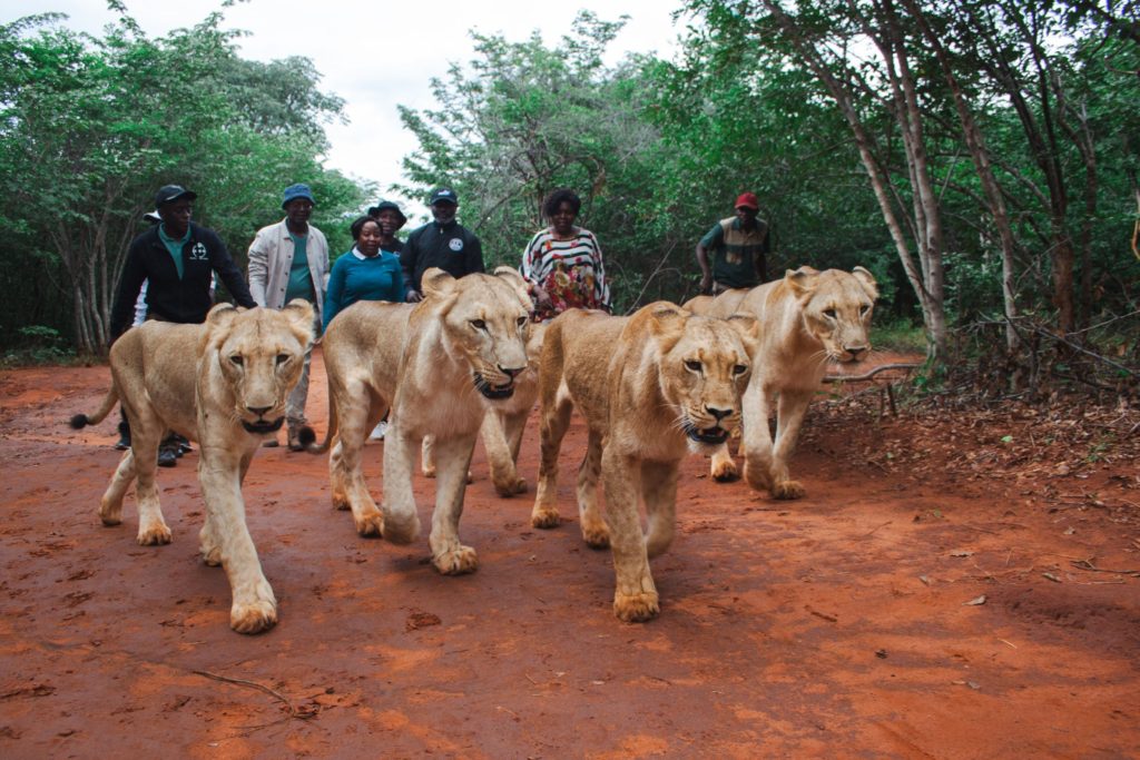 Lion interaction and walking at Mukuni five safaris. 