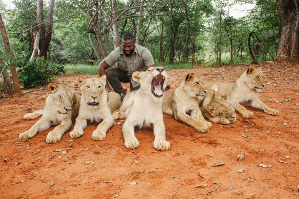 Lion interaction and walking at Mukuni five safaris. 