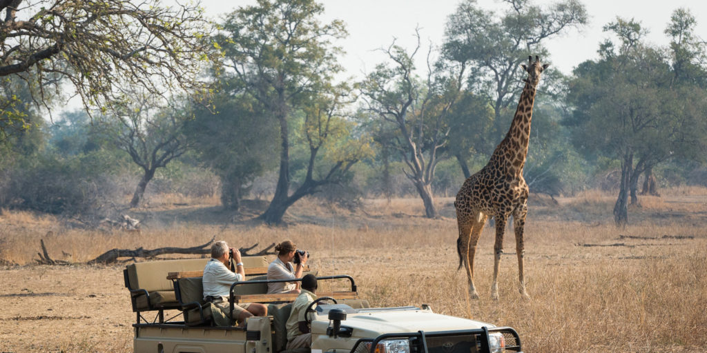 Game drives in South Luangwa National Park.
