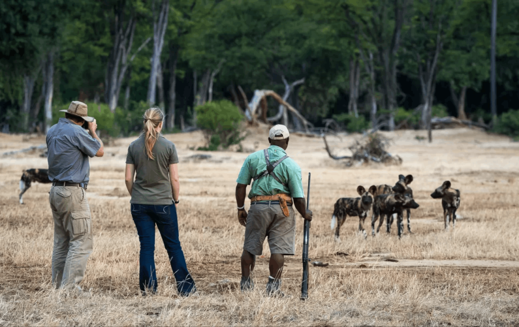 Guided walking safaris in Mana Pool National Park.

