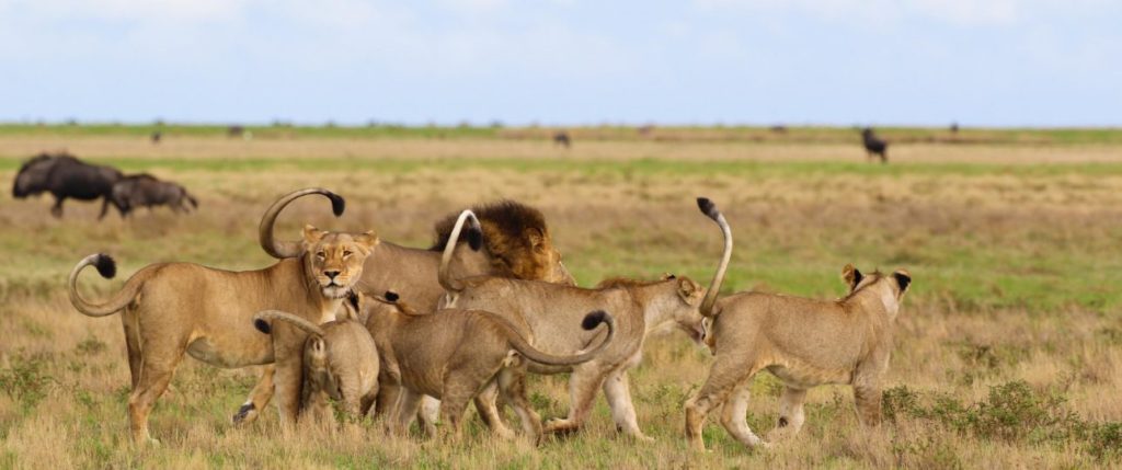 Guided walking safari in Liuwa Plains National Park.
