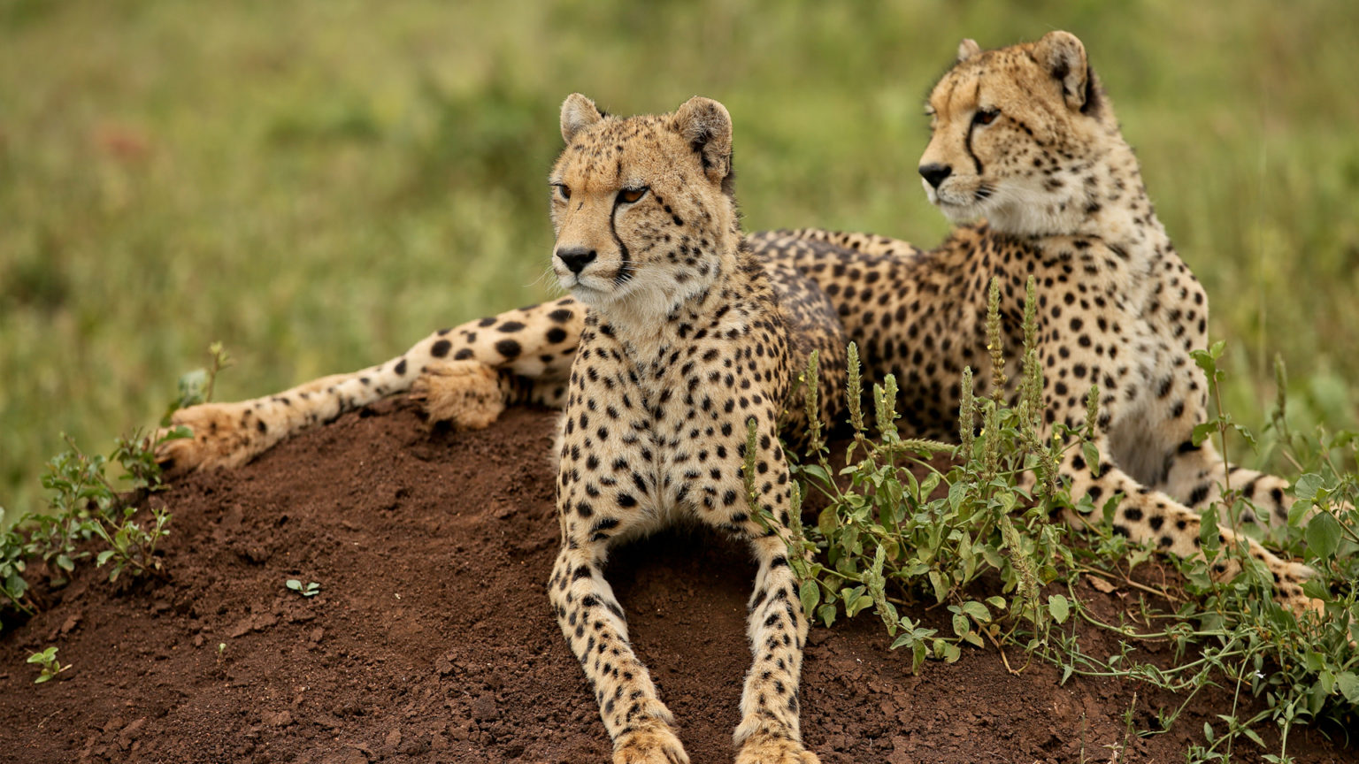 7 Days Kafue National Park Safari 7 Days Kafue National Park Safari