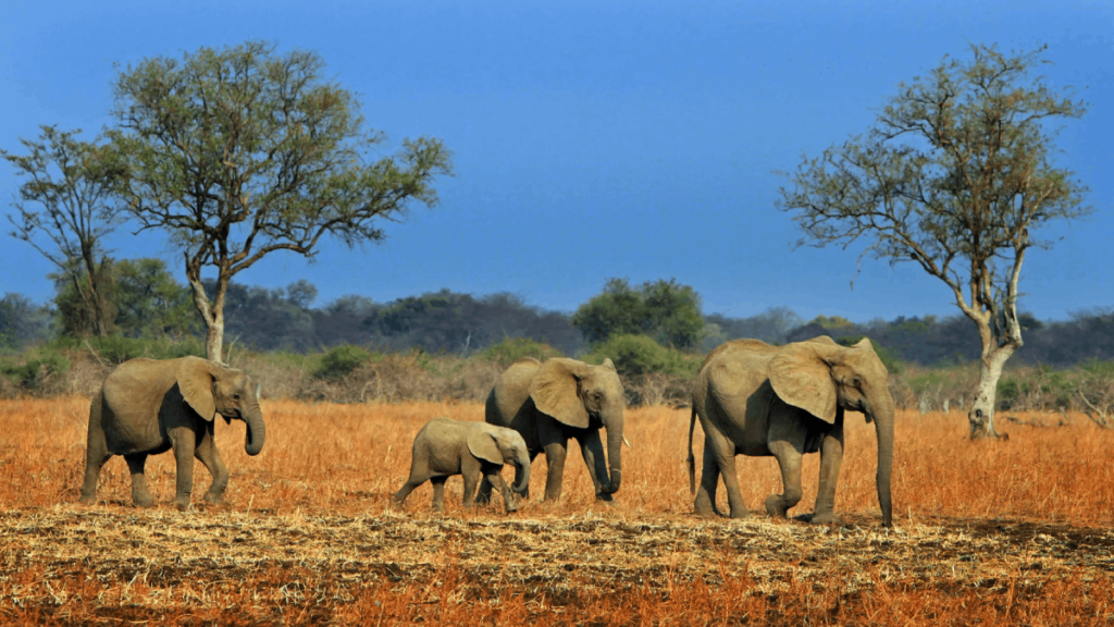 Activities to do in South Luangwa National Park