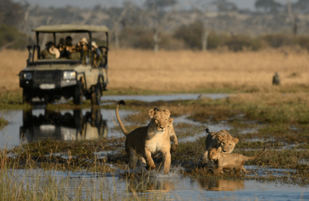 How to combine Victoria falls with a safari in Botswana